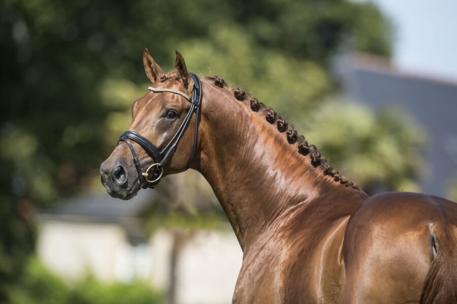 DON JUAN DE HUS en tête du Top 100 de la SHF