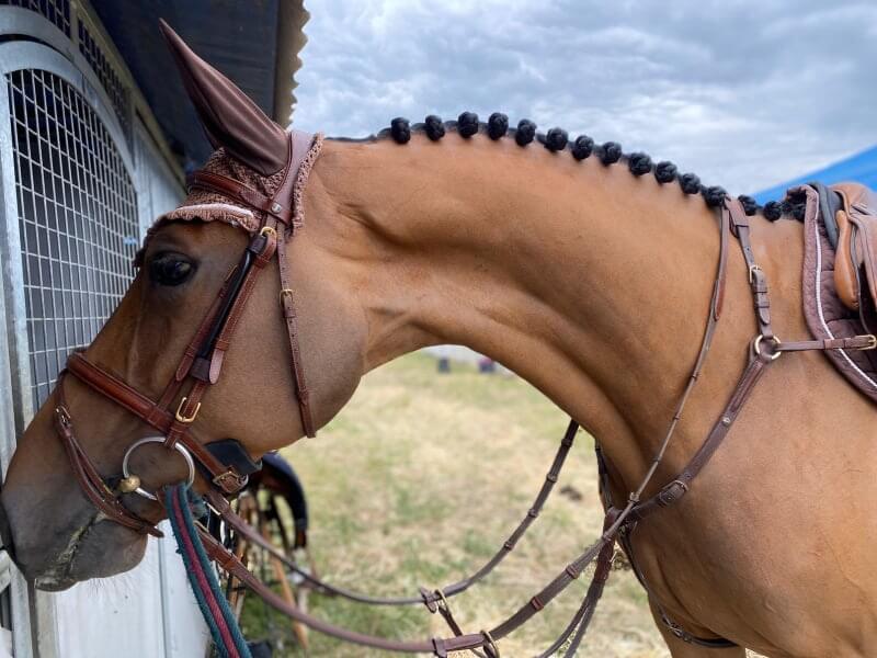 Nos jeunes chevaux ont repris la route des concours ! 🏆