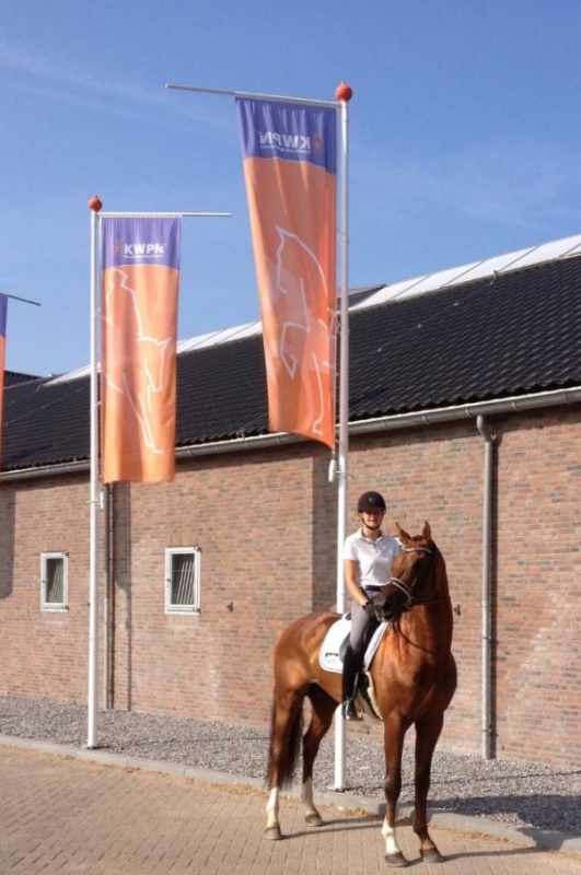 DON JUAN DE HUS selected by his stud-book for the World Championship !