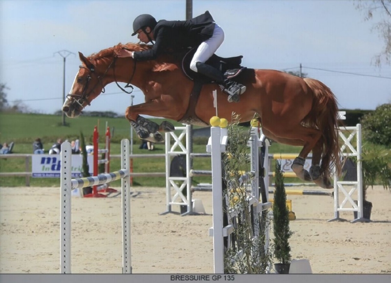 Une descendante de la célèbre Kysra d'Auzay au Centre d'Insémination du Haras de Hus
