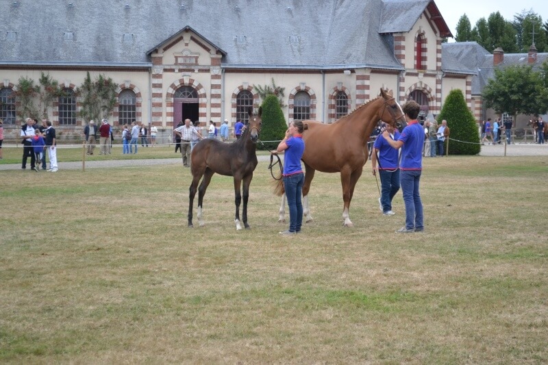 Deux foals issus de nos étalons sont présents et classés parmi les...