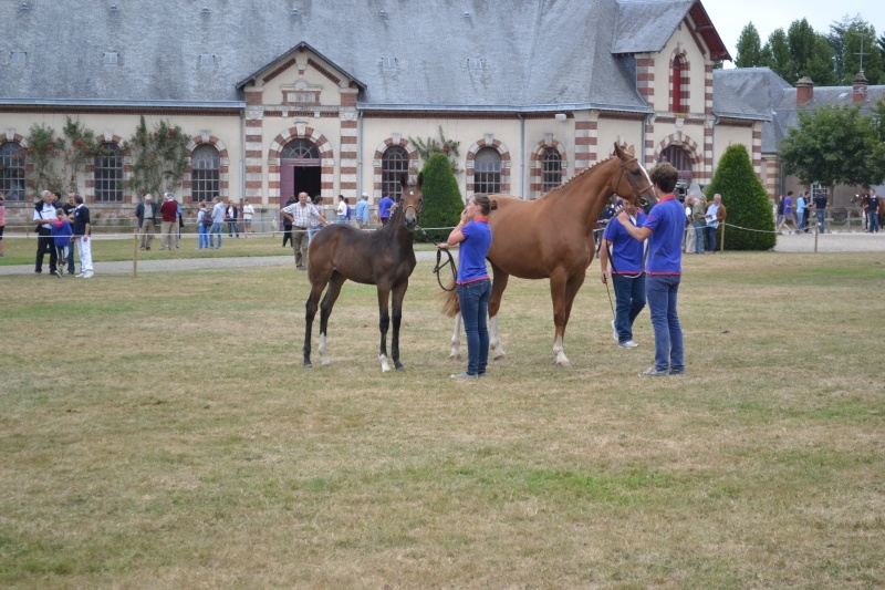 Deux foals issus de nos étalons sont présents et classés parmi les meilleurs de leur catégorie au NHS !