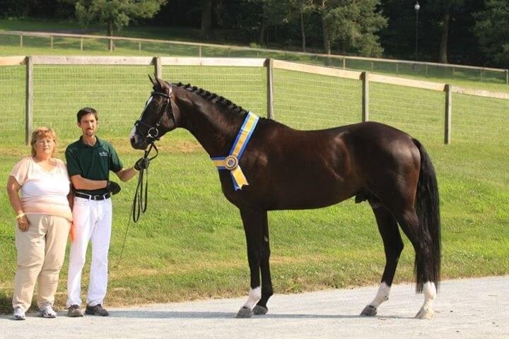 Un fils de SOLIMAN DE HUS (Sandro Hit x Donnerhall) approuvé outre-atlantique !