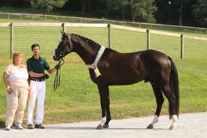 Un fils de SOLIMAN DE HUS (Sandro Hit x Donnerhall) approuvé outre-atlantique !