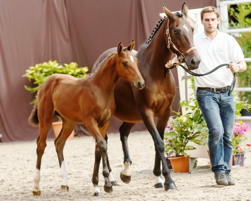 Beau succès pour le Concours d'Elevage 2013