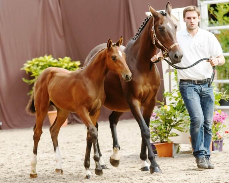 Beau succès pour le Concours d'Elevage 2013