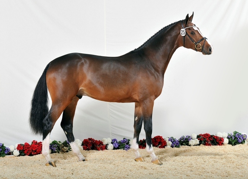 La souche de Myrtille Paulois au Centre dInsémination du Haras de Hus !