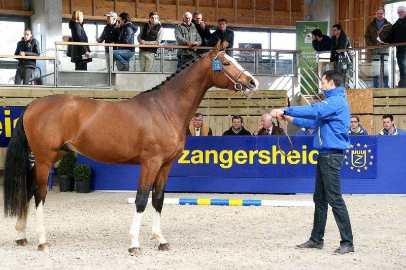 Un frère utérin de TSUNAMI DE HUS agréé à l'expertise de Zangersheide !
