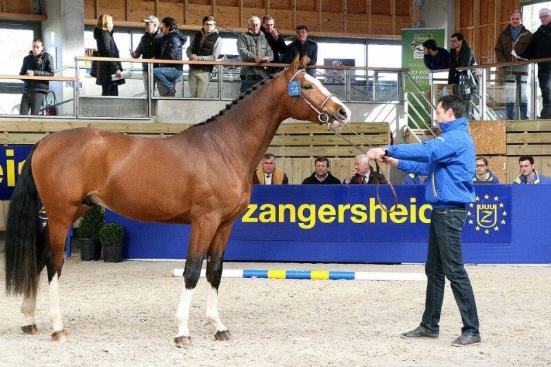 Un frère utérin de TSUNAMI DE HUS agréé à l'expertise de Zangersheide !
