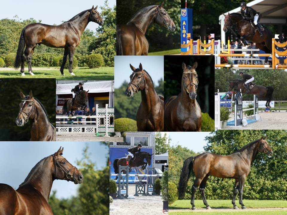 Venez nous retrouver au Salon des Etalons de St Lô !