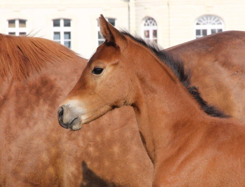 L'arrivée de l'été annonce l'arrivée de nos poulains !