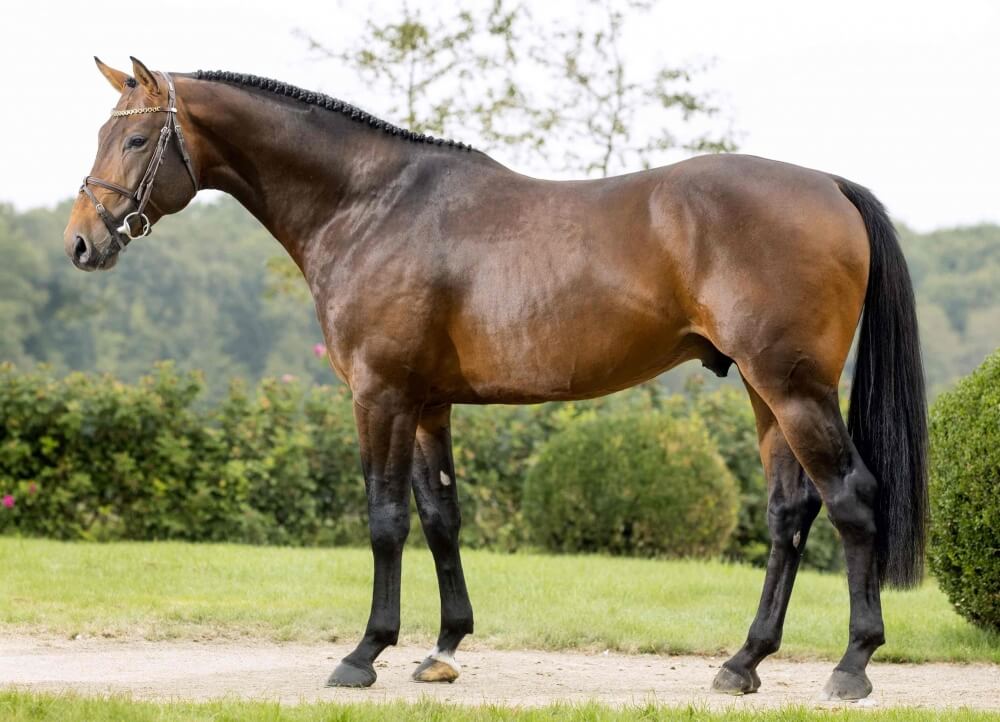 CHANCE DE HUS démarre en grande forme sa saison de 5 ans !