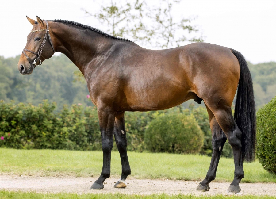 CHANCE DE HUS démarre en grande forme sa saison de 5 ans !