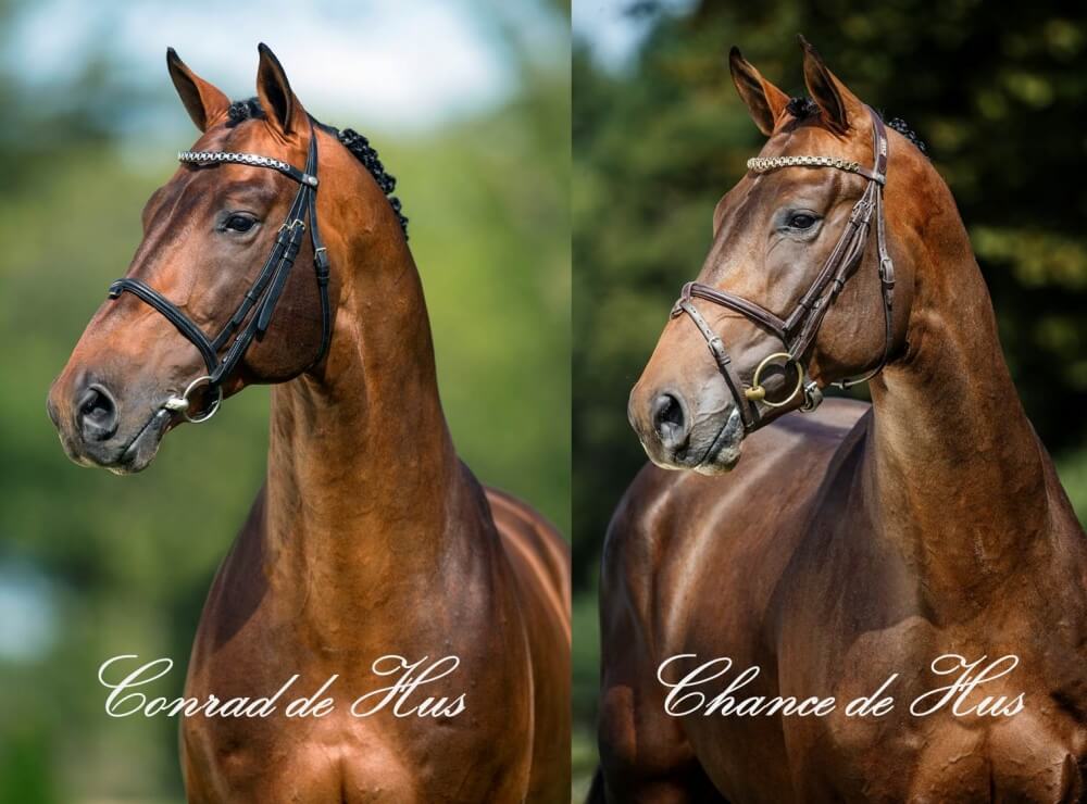 CHANCE DE HUS au Salon des Etalons de Rosières aux Salines