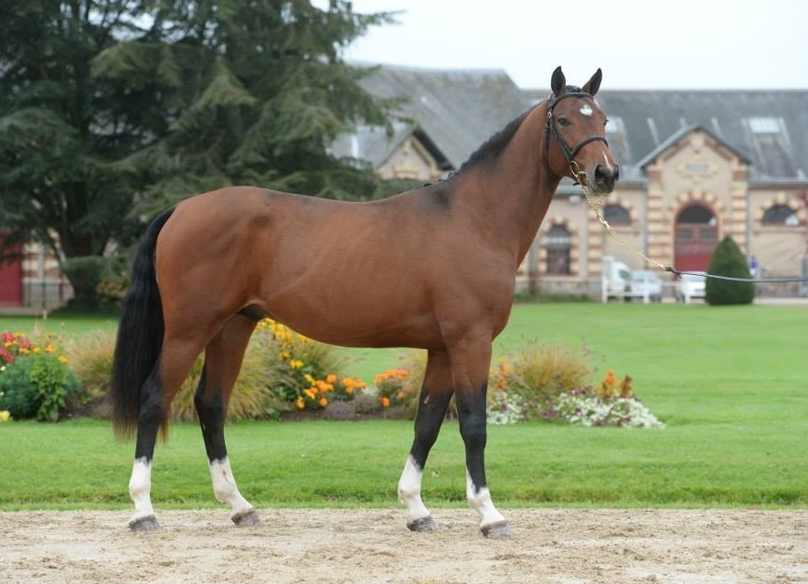 Un produit HUS sur le podium de Saint Lô