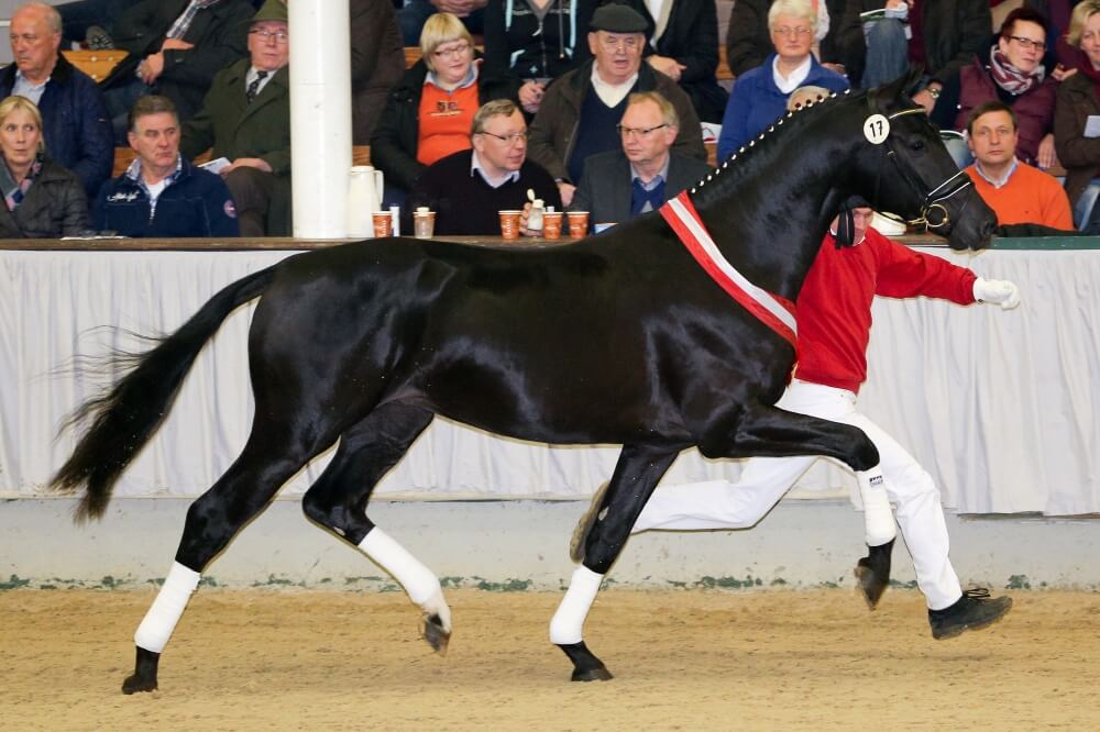 DON JUAN DE HUS père de Champion!