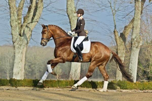 Les résultats du TOP 100 SHF illuminent une nouvelle fois le Haras !