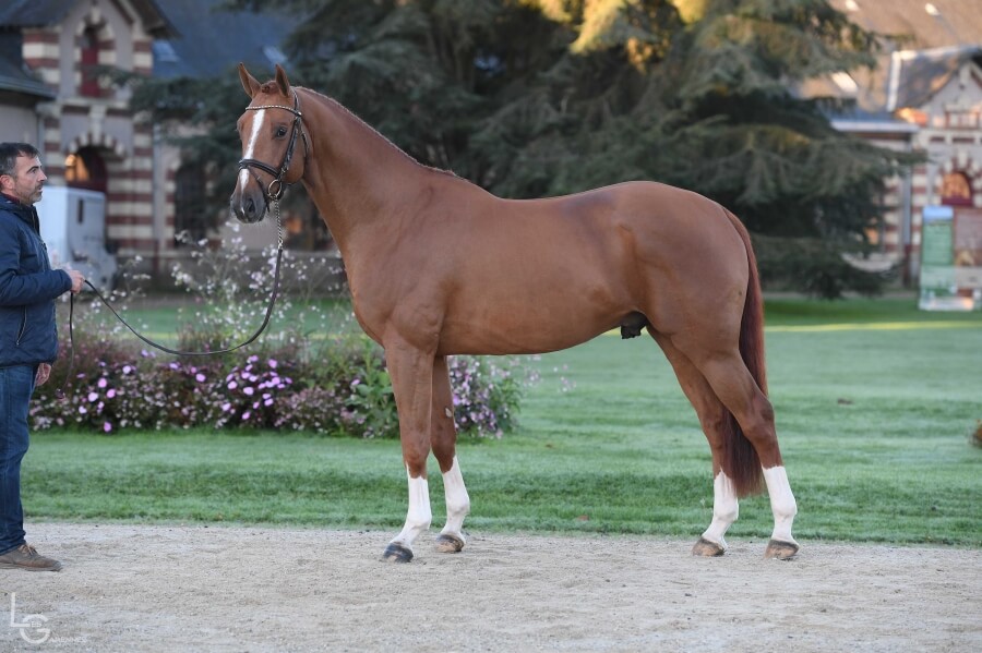 FALKO DE HUS approuvé à produire en Selle Français !