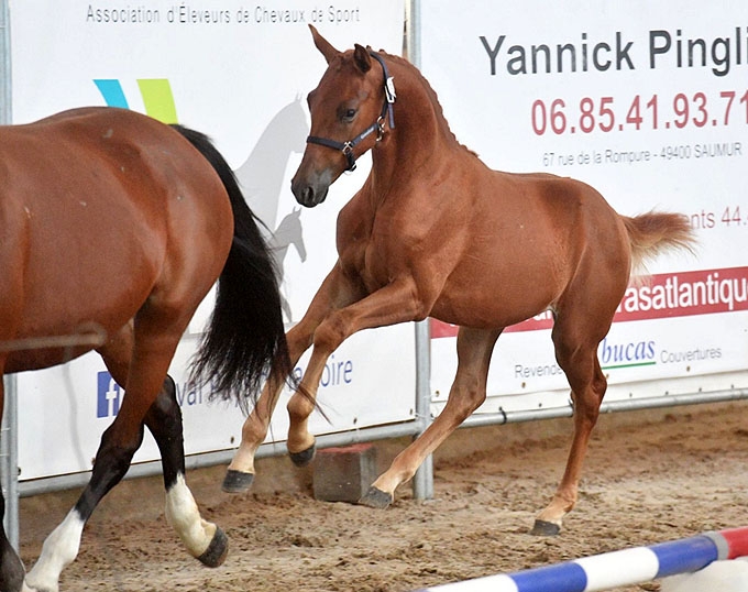 📷 Championnats de France FOALS MALES 📷