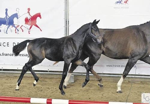 GUCCI DE HUS au Championnat FOALS Femelles !