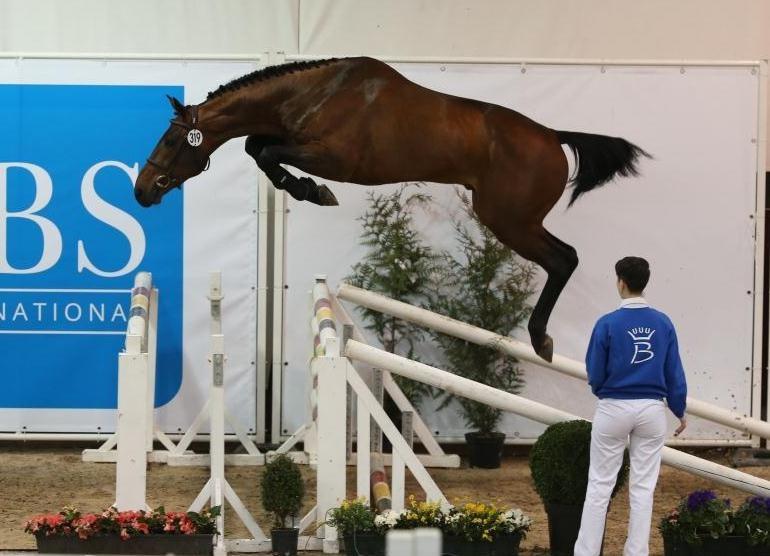 UN NOUVEL ETALON AU HARAS DE HUS !