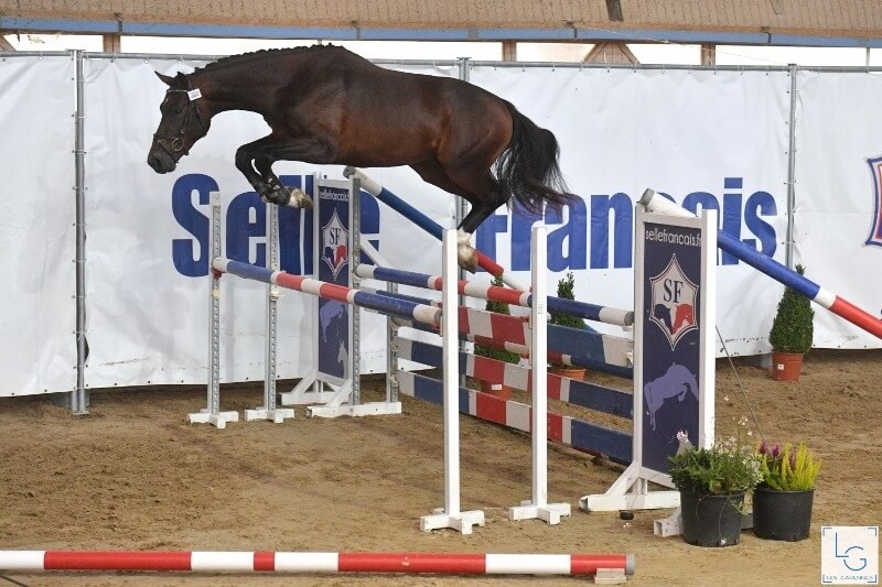 QUALIFICATIVES MÂLES SF DE 2 ANS - HATTATURK DE HUS