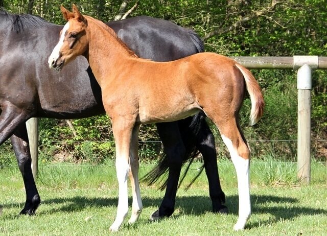 LES PREMIERS POULAINS DE DRESSAGE EN VENTE !