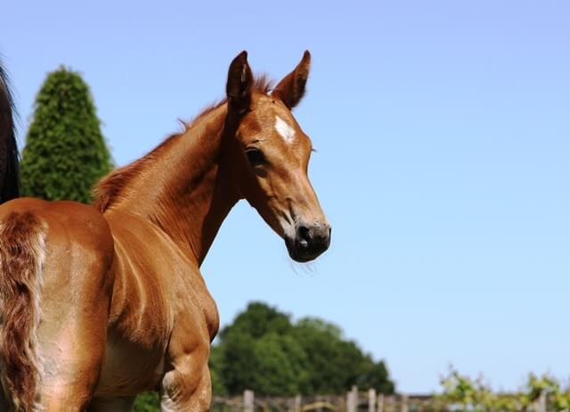 Les premiers poulains 2019 sont à vendre !