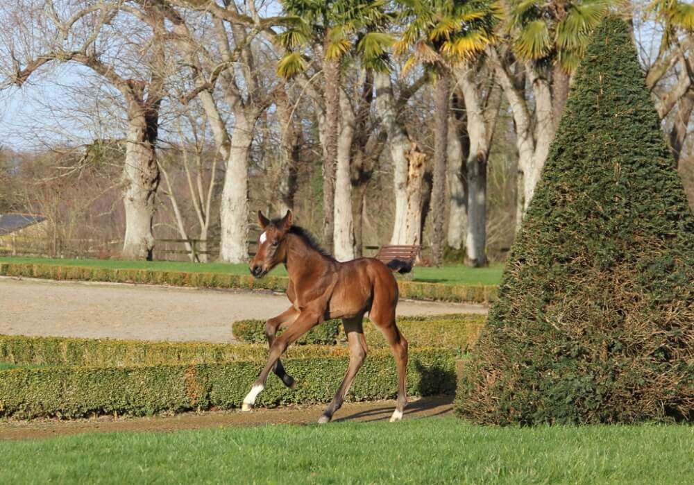 Les premiers poulains 2016 ont vu le jour au HARAS DE HUS !