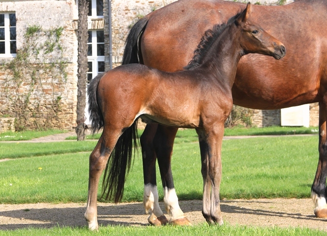 La saison continue avec de nouveaux poulains à vendre !
