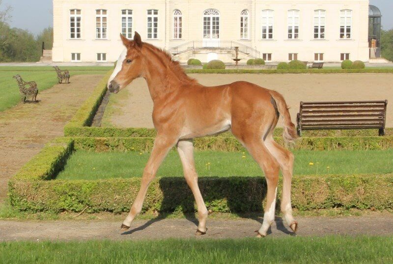 Les fruits d'une longue histoire Hus - Kreisker