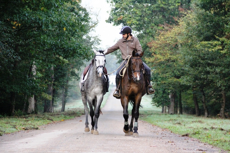 SAMEDI 25 JUIN 2016 - Le Haras de Hus organise une journée pour les professionnels de la filière équine