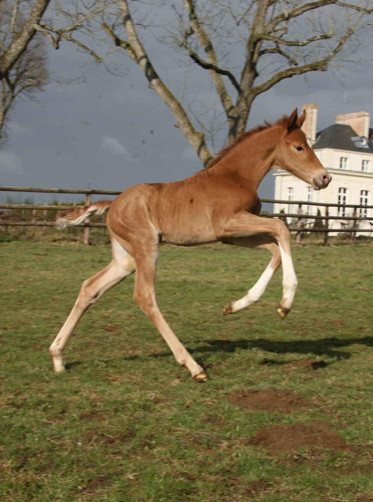 The first daughter of Don Juan de Hus is born!