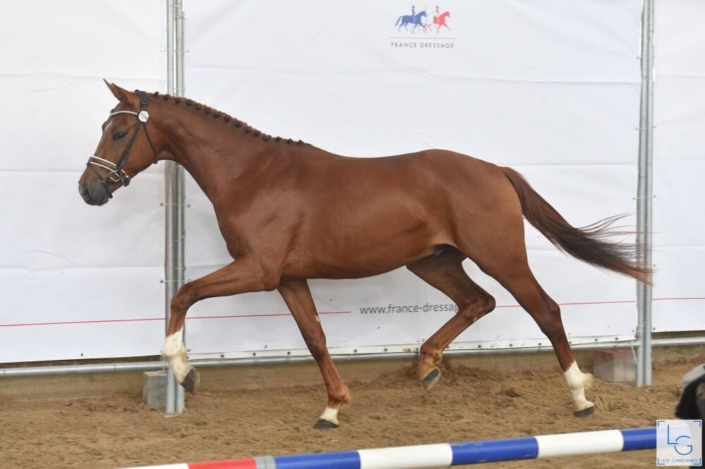 VICOMTE DE HUS (VIVALDI X DON JUAN DE HUS)