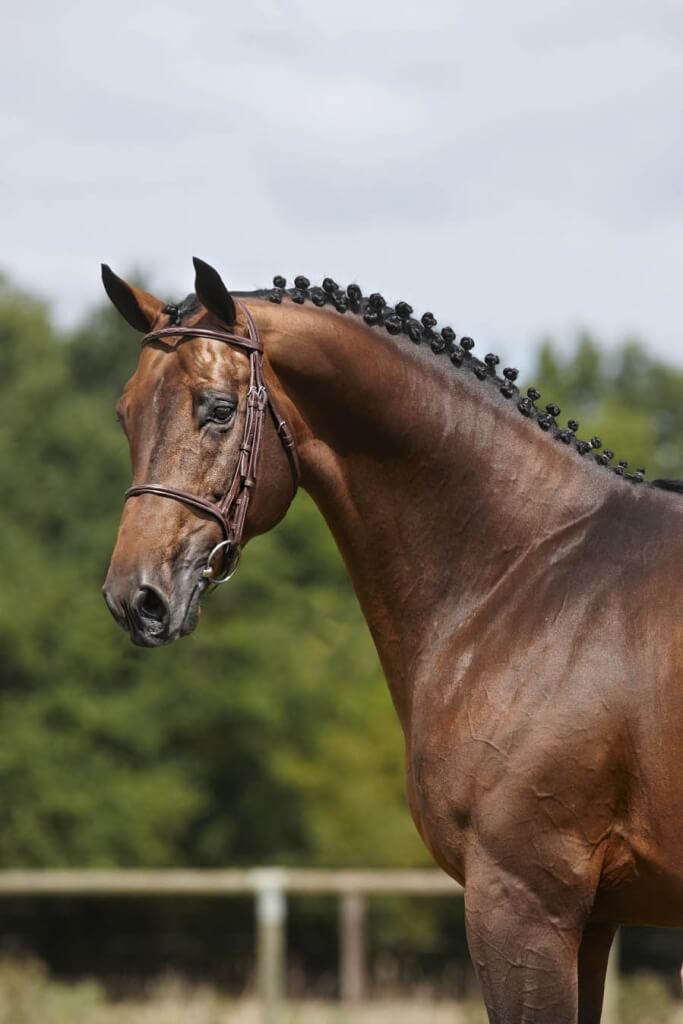 VIVALDI DU SEIGNEUR EN FRAIS AU HARAS DE HUS !