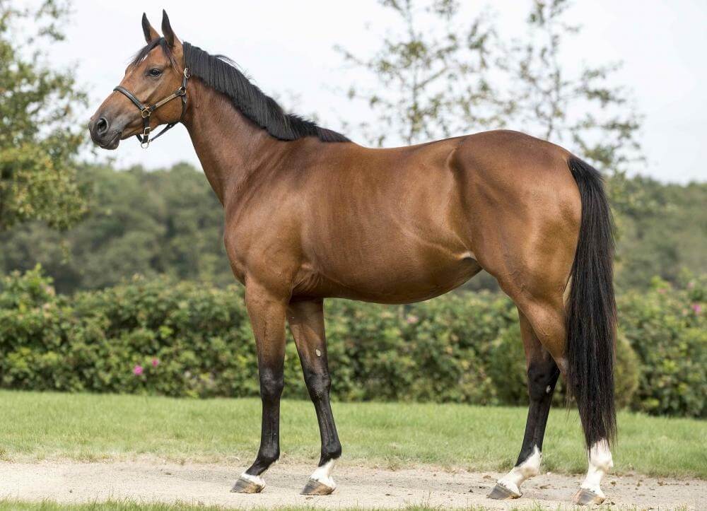 VERONE DE HUS Z 3 ANS