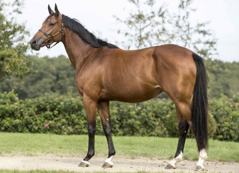 VERONE DE HUS Z 3 ANS