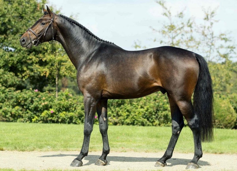 ELVIS DE HUS Z 3 ANS