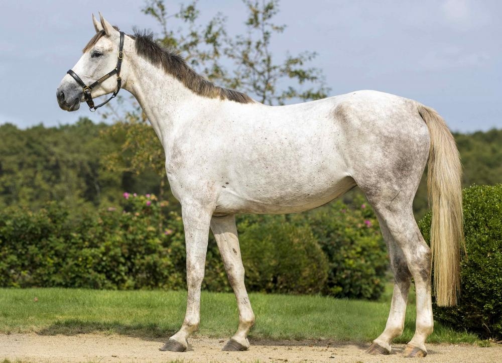 DISTRIBANK DE HUS 3 ANS