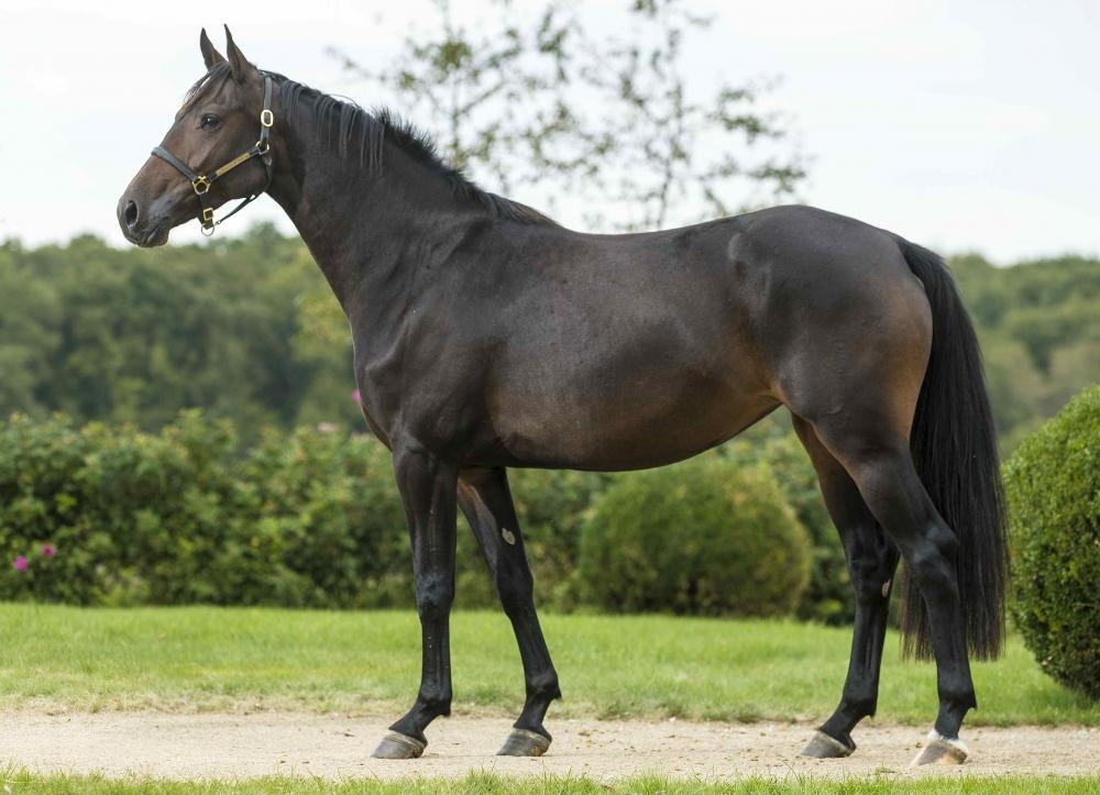 COSTA RICA DE HUS 3 ANS