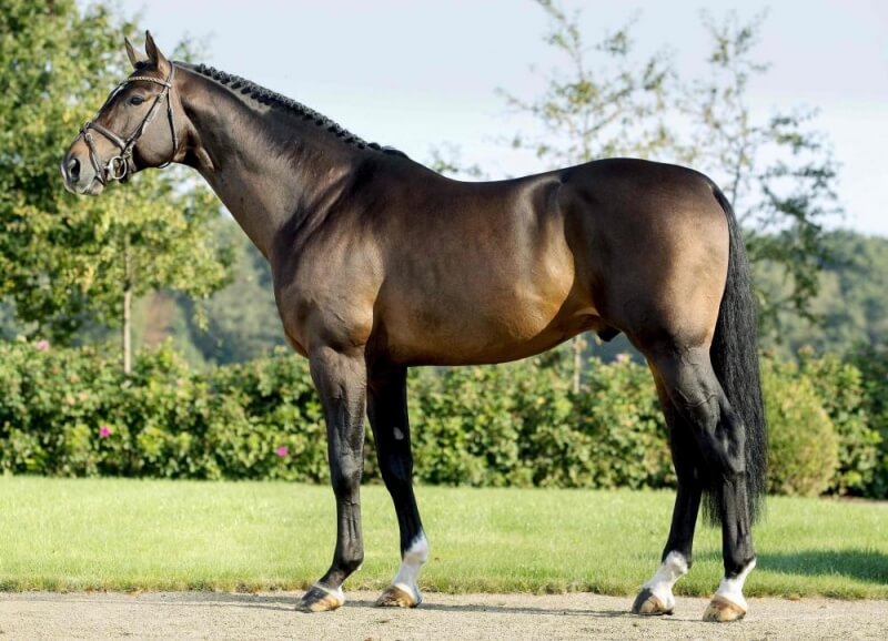 ANBIALE DE HUS 6 ANS