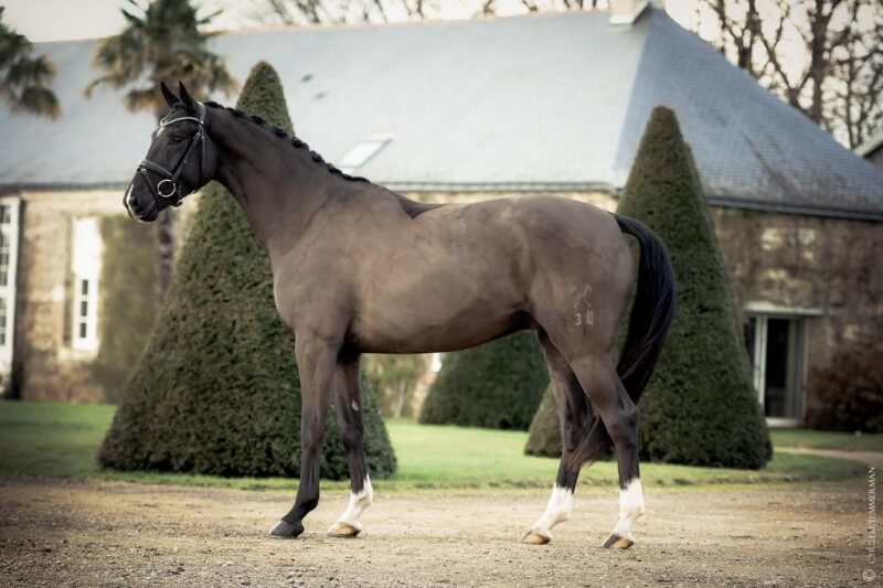 Photo de THOR DE HUS