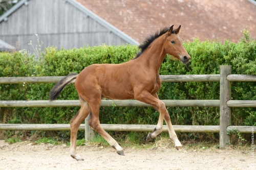 Photo du cheval