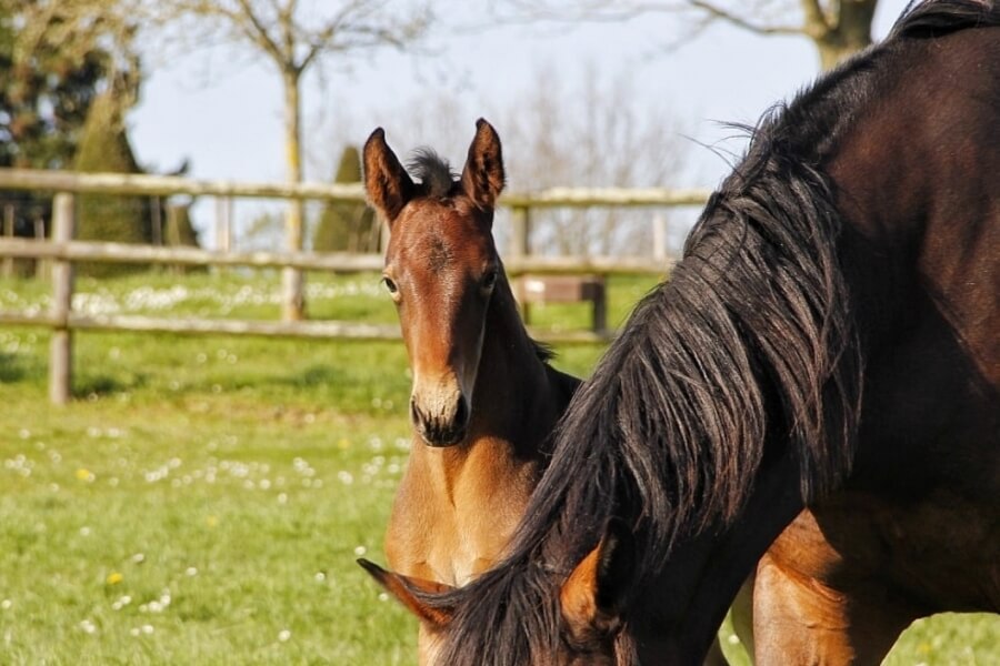 Naissance du neveu du légendaire CHACCO BLUE avec le prometteur GRANDORADO TN !