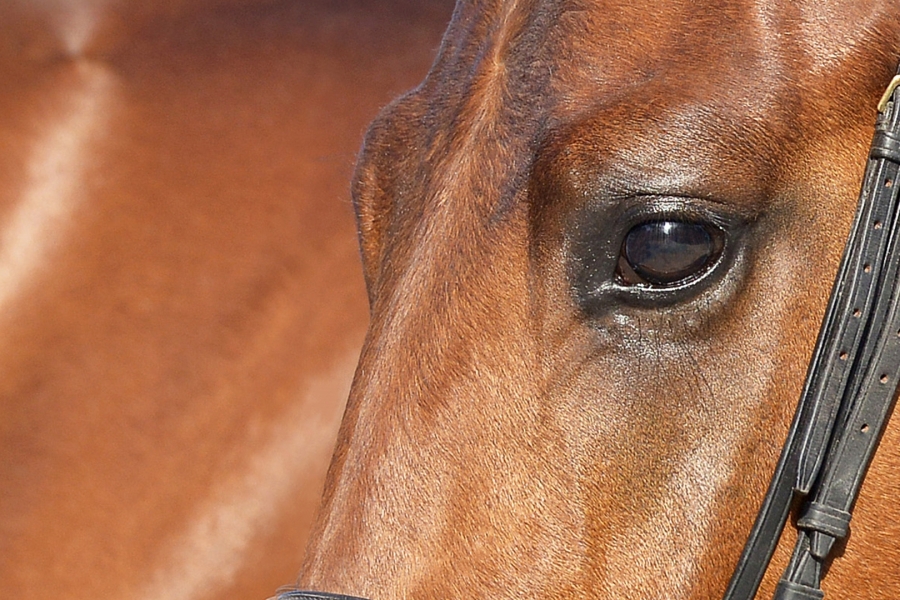 Le Haras de Hus au Salon des étalons de Saint Lô du 17 au 19 février 2023