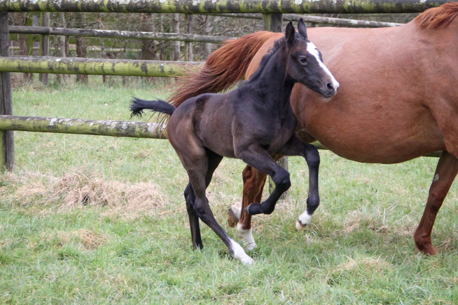 Bienvenue à NIAGARA DE HUS