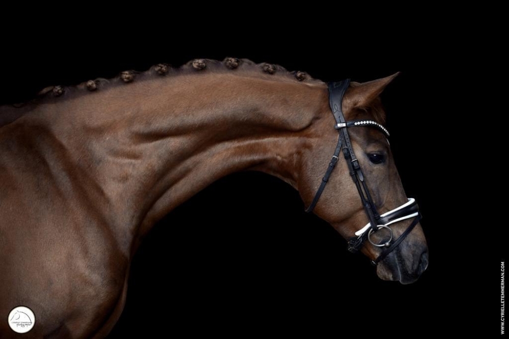 Consécration pour Pamfou Dressage et Tigrou !
