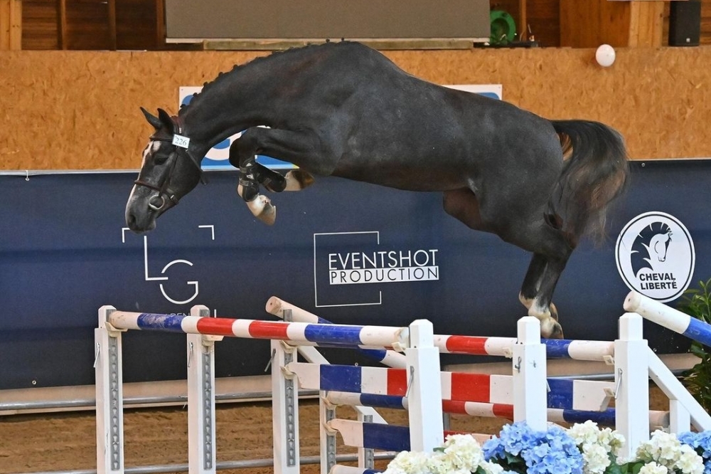 Notre étalon ??????? ?? ???????? continue d’affirmer sa qualité en père...