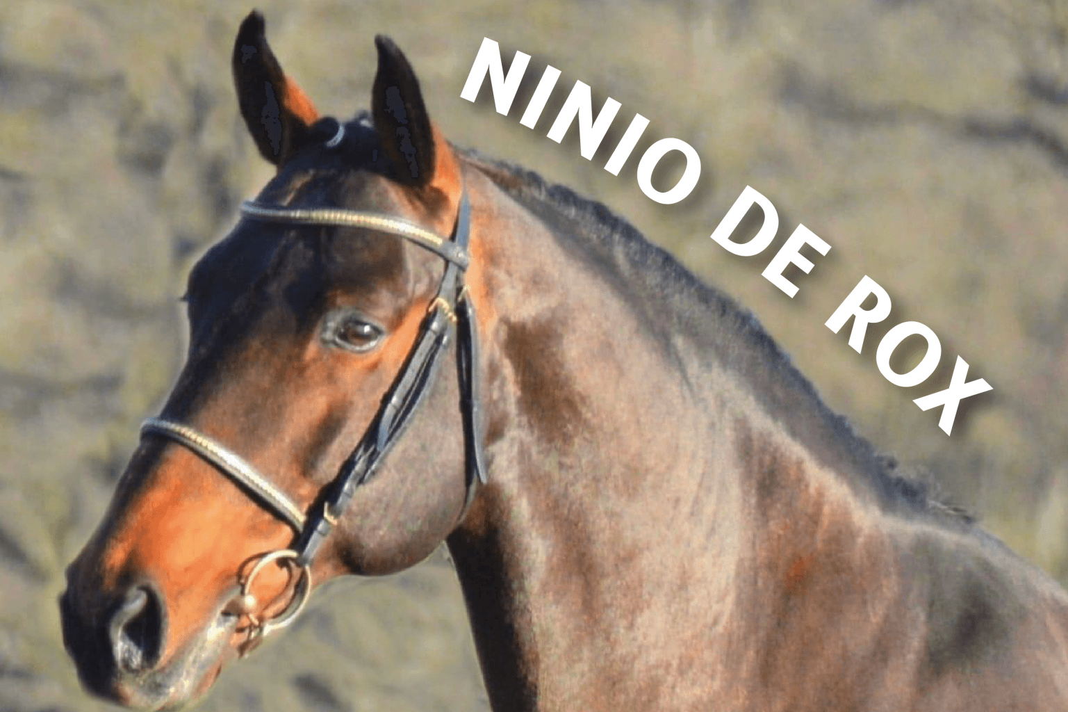 Ninio de Rox, ou la belle histoire du GIFT