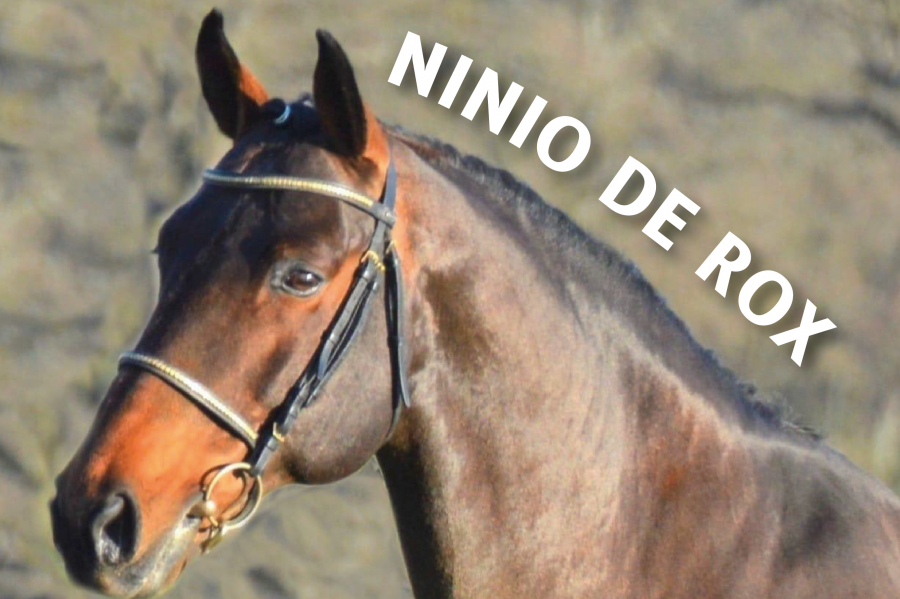 Ninio de Rox, ou la belle histoire du GIFT